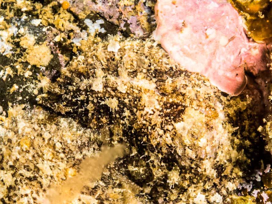 Dolabrifera dolabrifera